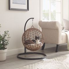 a cat sitting in a rattan chair next to a potted plant on the floor