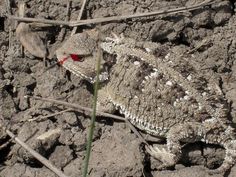 a large lizard sitting on top of a rocky ground