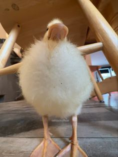 a small white bird standing on top of a wooden floor