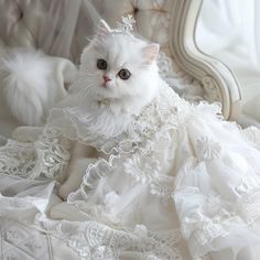 a white cat in a dress sitting on a couch