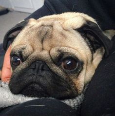 a small pug dog laying on someone's lap with his head resting on their arm