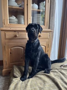 a black dog sitting on top of a bed in front of a dresser and china cabinet