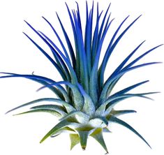 an air plant with blue leaves on it