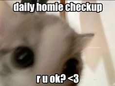 a blurry photo of a cat's face with the caption daily home checkup ru ok? 3