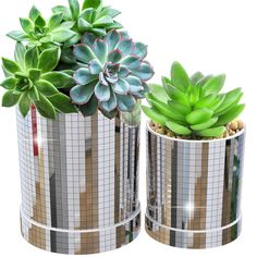 two potted plants sitting next to each other