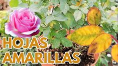 there is a pink rose in the pot with green leaves and words hojas amarillas