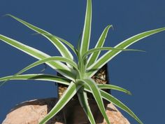 an air plant on top of a rock in front of a blue cloudless sky