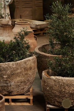 several pots with plants in them sitting on wooden pallets