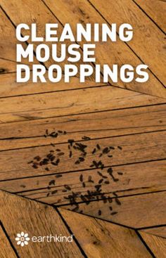 a close up of a wooden floor with the words cleaning mouse droppings