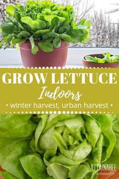 lettuce and other vegetables on a table with the words grow lettuce indoors winter harvest, urban harvest