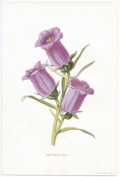 an illustration of purple flowers on a white background