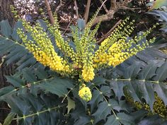 the yellow flowers are blooming on the green leaves in the tree's bush