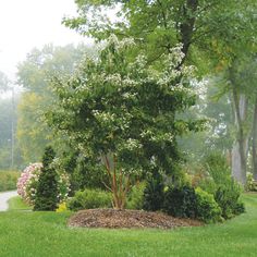 a small tree in the middle of a green lawn with bushes and trees around it