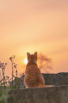 an orange cat sitting on top of a stone wall with the sun setting in the background