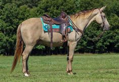 a brown horse standing on top of a lush green field next to a tree filled forest