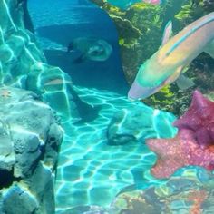 an aquarium filled with lots of different types of fish and corals on the water