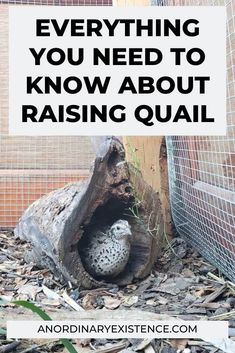 a bird that is inside of a hole in the ground with text reading everything you need to know about raising quail