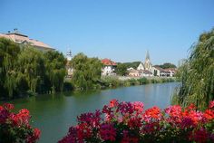 flowers are blooming along the edge of a body of water with buildings in the background