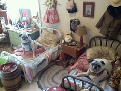 two pug dogs sitting on top of beds in a room with other furniture and decor