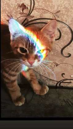 a kitten with multicolored hair standing on a chair