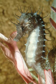 a sea horse is standing on top of a pink and white flower in the water