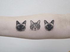 three cats are shown on the arm and one cat is looking at the other side