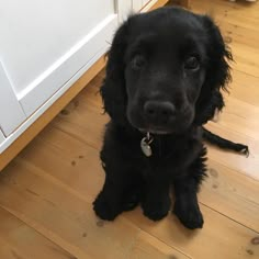 a black dog sitting on top of a hard wood floor next to a white door