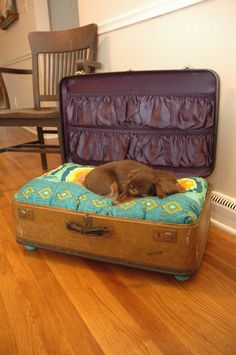 a brown dog laying on top of an open suitcase