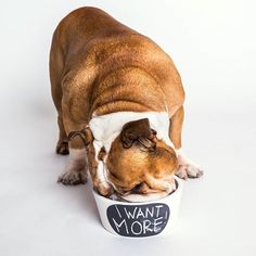 a dog eating out of a bowl with the words i want more written on it