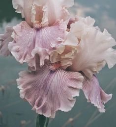 two large pink flowers with water droplets on the petals in front of them and behind them is a body of water