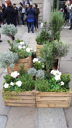 several wooden boxes filled with plants on the sidewalk