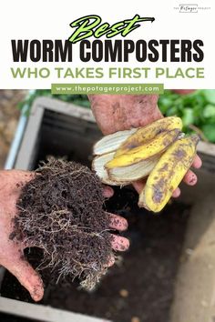 Hands holding freshly composted soil with visible roots in one hand and a bunch of overripe bananas in the other, with a compost bin in the background. Composting Bins, Composting Bin, Composters, Kitchen Scraps, Worm Composting, Worm Farm, Garden Compost