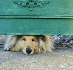 a dog is hiding under a green bench