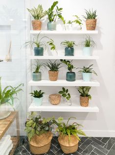 several potted plants are displayed on shelves in a room with tile flooring and white walls