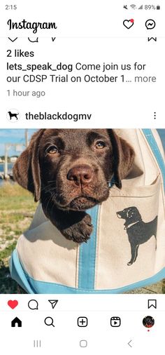 an instagram with a dog on it's back and the caption that says, i like lets - speak - dog come join us for our cbp trial on october 1 more