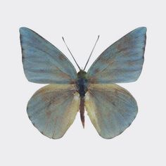 a blue and yellow butterfly on a white background