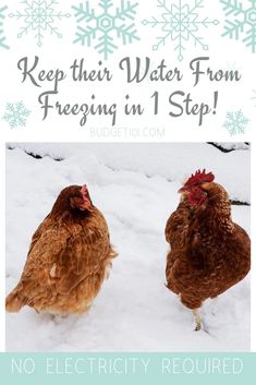 two chickens standing in the snow with text overlay saying keep their water from freezing in 1 step