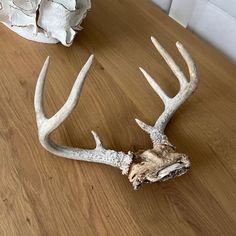 a deer's antlers are sitting on a table