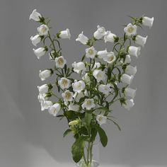 a vase filled with white flowers on top of a table