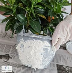 a person in white gloves is holding a potted plant with white frosting on it