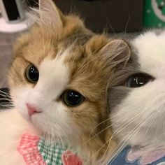 two cats are laying next to each other