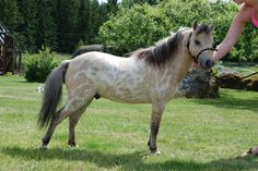 a brown and white horse standing on top of a lush green field next to a person