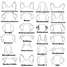 the silhouettes of different types of animals and their names are shown in this diagram