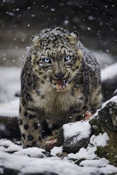 Snow Leopard, Leopardo de las nieves, cazador,Irbis,Asia central Snow Mountains, Pirate Woman, Extinct Animals, Snow Mountain, Cat 2, Small Cat, Beautiful Cats, Dali