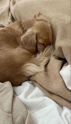 two small dogs sleeping on top of a bed