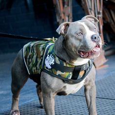 Front view of American bully wearing camo weighted vest for dogs made by Rogue Royalty. Build Stamina, Dog Joints, Dog Vests, Dog Weight, Bully Dog