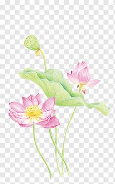 pink lotus flowers with green leaves, watercolor painting transparent background png clipart