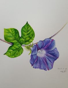 a drawing of a purple flower with green leaves