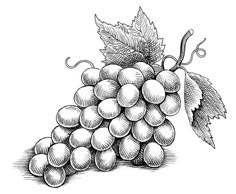 a bunch of grapes with leaves on the top and bottom, vintage line drawing or engraving