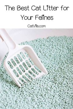 a close up of a brush on a rug with the words five common litter box misstakes